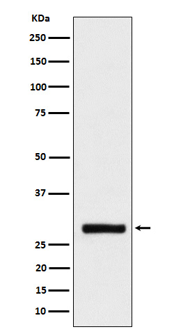 BRMS1 Antibody in Western Blot (WB)