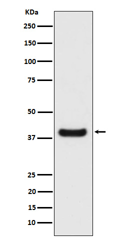 ERLIN2 Antibody in Western Blot (WB)