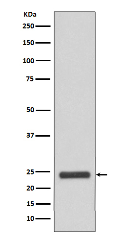 MRRF Antibody in Western Blot (WB)