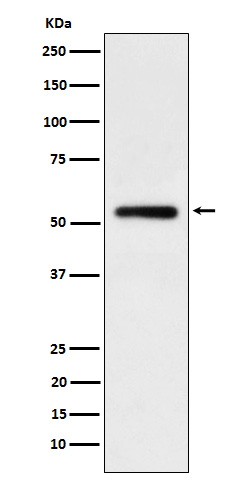 IGHG1 Antibody in Western Blot (WB)