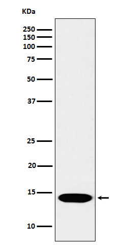 H2BR17me1 Antibody in Western Blot (WB)