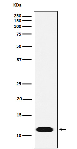 CTNNBIP1 Antibody in Western Blot (WB)