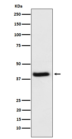 HFE Antibody in Western Blot (WB)