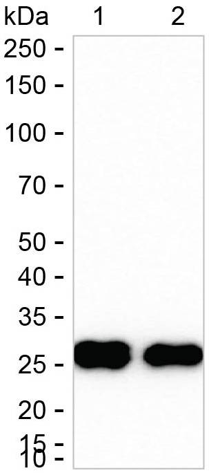 HLA-DMB Antibody in Western Blot (WB)