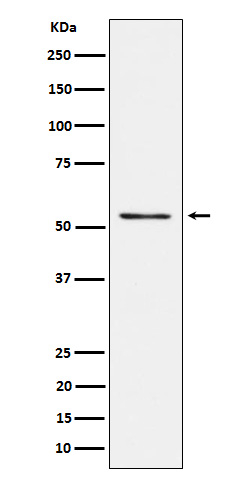 Prostein Antibody in Western Blot (WB)
