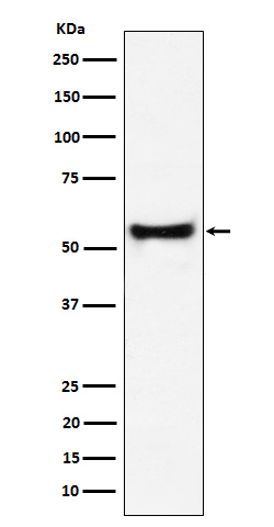 PDCD7 Antibody in Western Blot (WB)