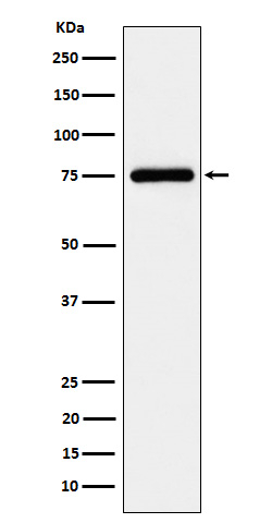 Tug Antibody in Western Blot (WB)