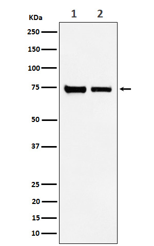 CPSF3 Antibody in Western Blot (WB)