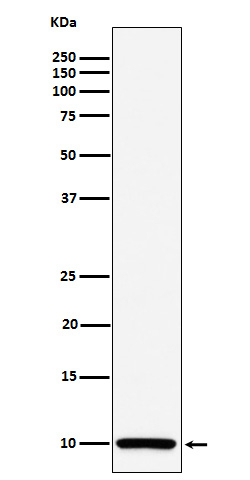 COX6B1 Antibody in Western Blot (WB)