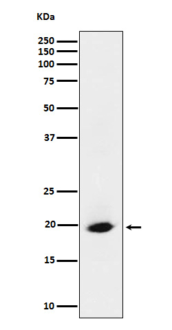SRP19 Antibody in Western Blot (WB)