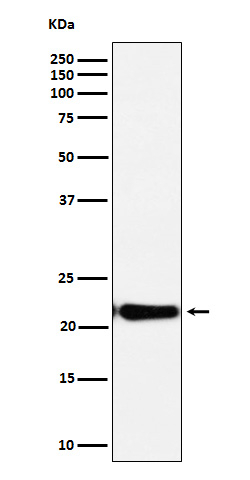 RCL Antibody in Western Blot (WB)