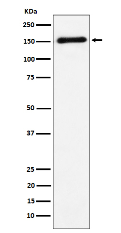 Contactin 4 Antibody in Western Blot (WB)