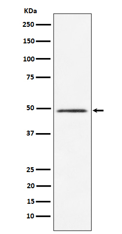 HEAB Antibody in Western Blot (WB)
