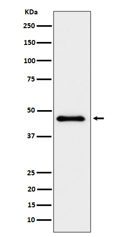ELP4 Antibody in Western Blot (WB)