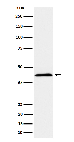 NKp44 Antibody in Western Blot (WB)