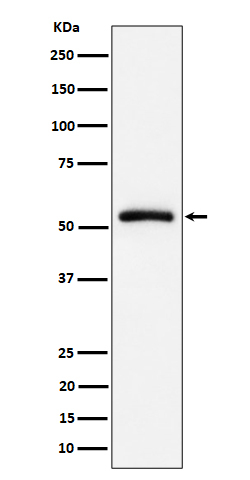 CAP1 Antibody in Western Blot (WB)
