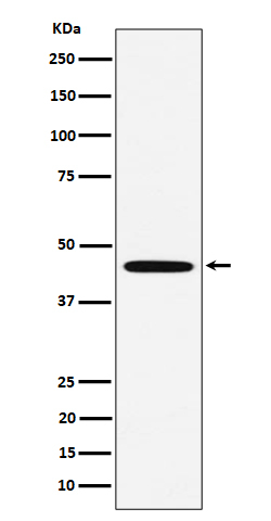 MC5R Antibody in Western Blot (WB)