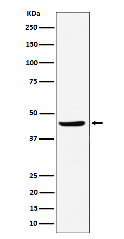NDRG3 Antibody in Western Blot (WB)