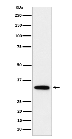 PPP6C Antibody in Western Blot (WB)
