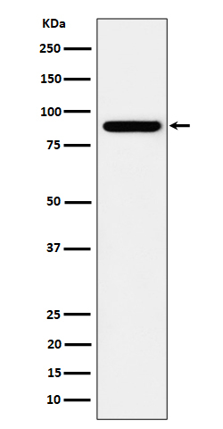 HOOK2 Antibody in Western Blot (WB)