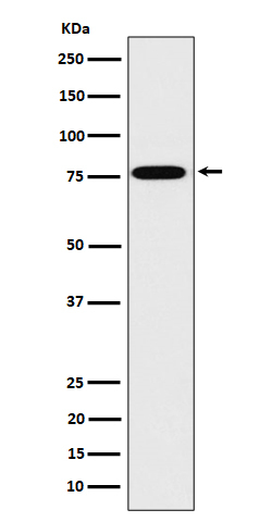DPP3 Antibody in Western Blot (WB)