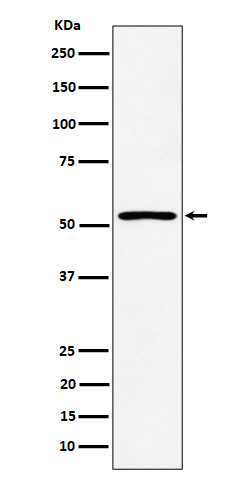 SAMM50 Antibody in Western Blot (WB)