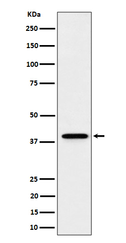 DCAF7 Antibody in Western Blot (WB)