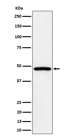 PTP1B/PTPN2 Antibody in Western Blot (WB)