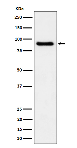 C1S Antibody in Western Blot (WB)