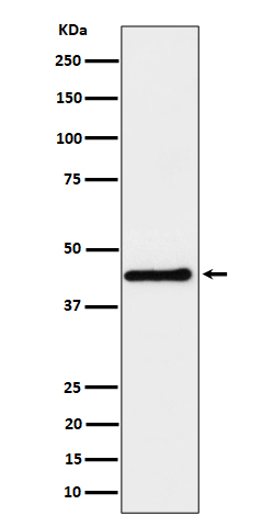 DPF2 Antibody in Western Blot (WB)