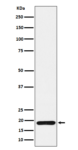 TXNDC12 Antibody in Western Blot (WB)