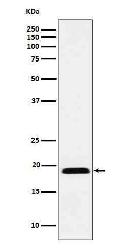 MRLC2 Antibody in Western Blot (WB)