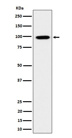 GRAF Antibody in Western Blot (WB)