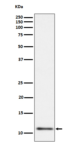 UQCRH Antibody in Western Blot (WB)