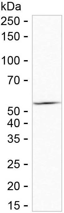 TBXA2R Antibody in Western Blot (WB)