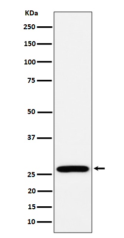 RPL13 Antibody in Western Blot (WB)