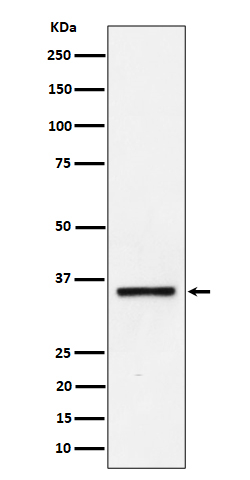 Kallikrein 8 Antibody in Western Blot (WB)