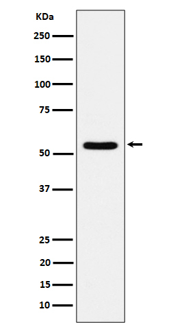 TOE1 Antibody in Western Blot (WB)