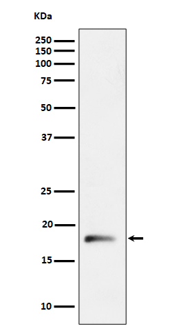 RPL26L1 Antibody in Western Blot (WB)