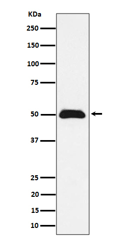 ABRA1 Antibody in Western Blot (WB)