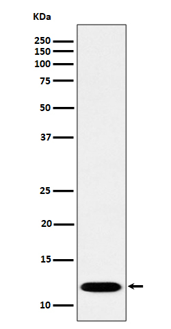 PCBD1 Antibody in Western Blot (WB)
