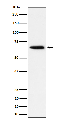 SCP2 Antibody in Western Blot (WB)