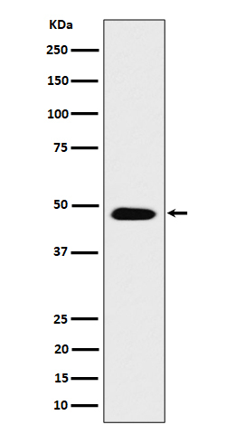 COPS4 Antibody in Western Blot (WB)