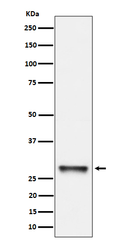PNMT Antibody in Western Blot (WB)