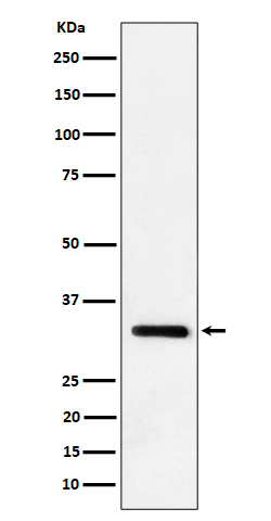 IL-33 Antibody in Western Blot (WB)