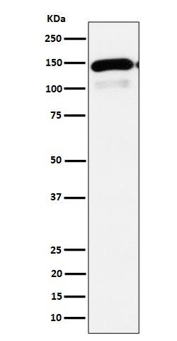 PLCB1 Antibody in Western Blot (WB)