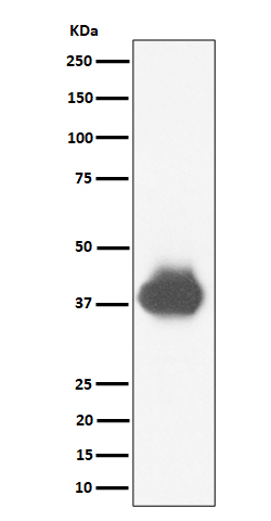 CD32a/CD32b/CD32c Antibody in Western Blot (WB)