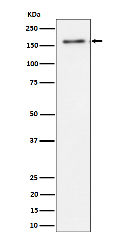 TMF1 Antibody in Western Blot (WB)