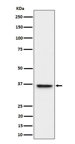 ULBP1 Antibody in Western Blot (WB)