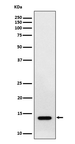 RNF7 Antibody in Western Blot (WB)